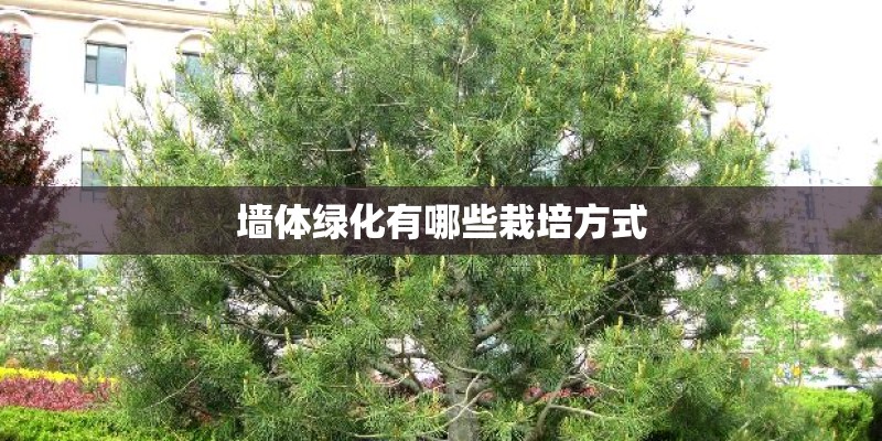 墙体绿化有哪些栽培方式