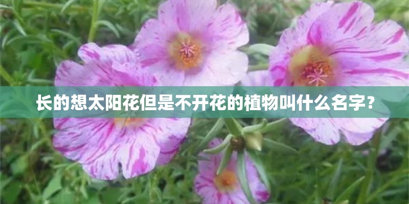 长的想太阳花但是不开花的植物叫什么名字？