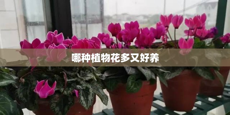 哪种植物花多又好养