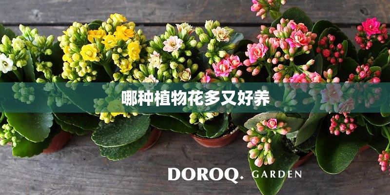 哪种植物花多又好养