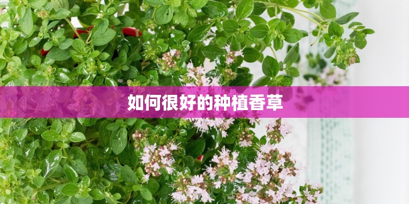 如何很好的种植香草