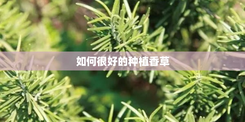 如何很好的种植香草 如何很好的种植香草