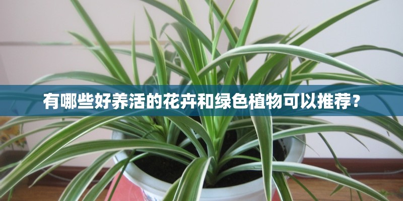 有哪些好养活的花卉和绿色植物可以推荐？