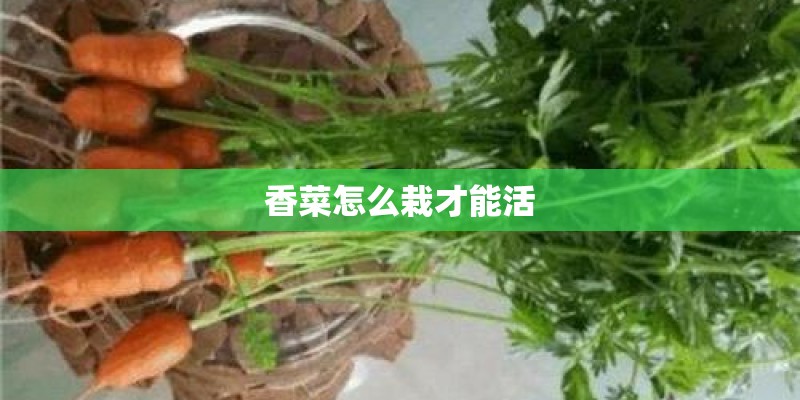 香菜怎么栽才能活