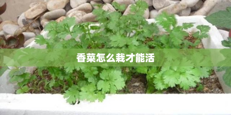 香菜怎么栽才能活