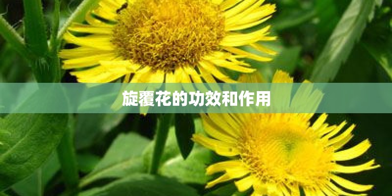 旋覆花的功效和作用