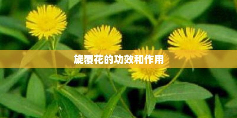 旋覆花的功效和作用