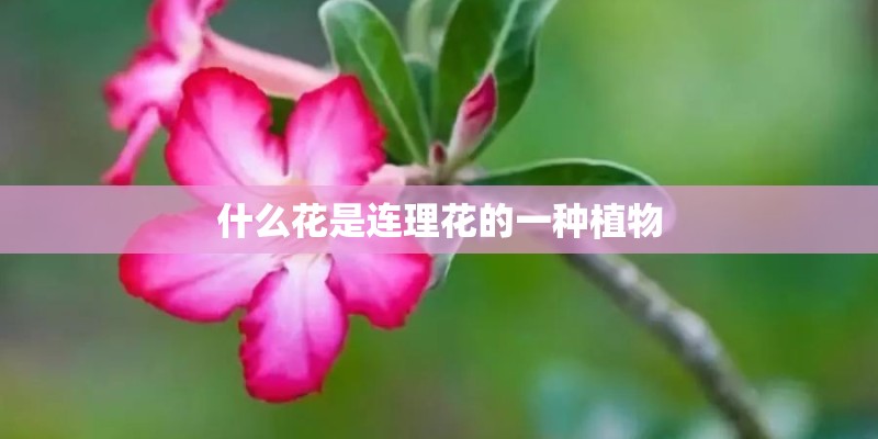 什么花是连理花的一种植物