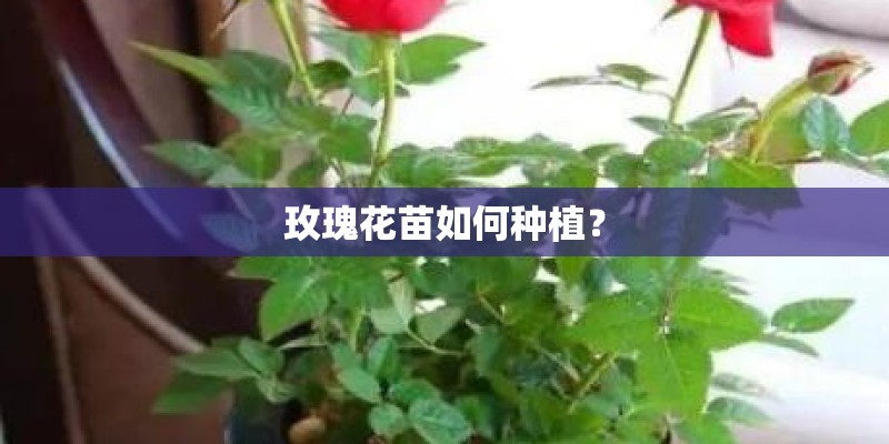 玫瑰花苗如何种植？
