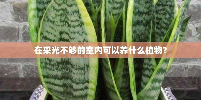 在采光不够的室内可以养什么植物？