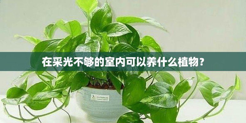 在采光不够的室内可以养什么植物？