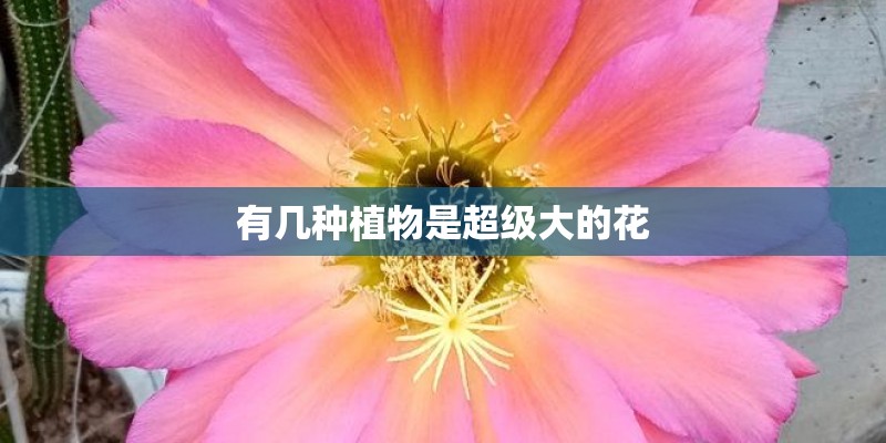 有几种植物是超级大的花