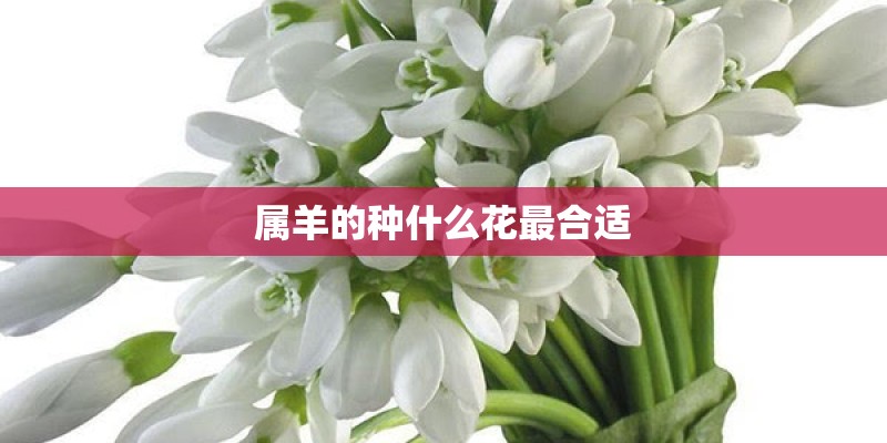 属羊的种什么花最合适