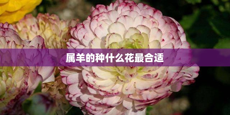 属羊的种什么花最合适
