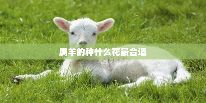 属羊的种什么花最合适