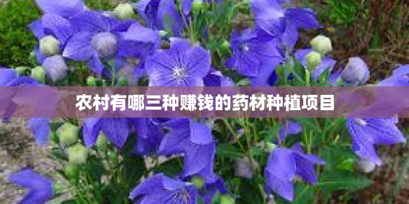 农村有哪三种赚钱的药材种植项目