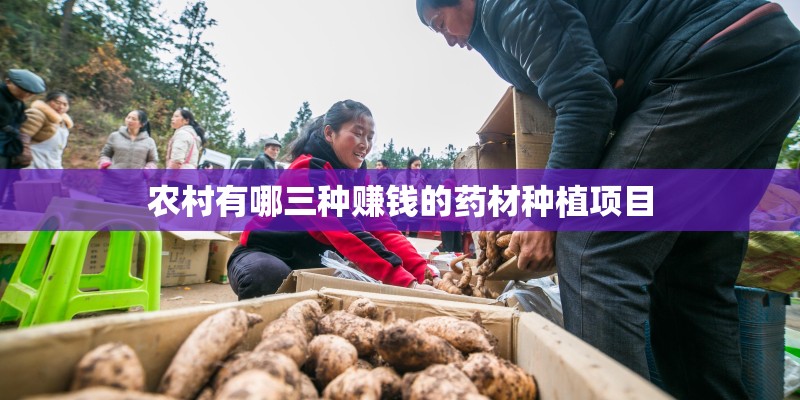 农村有哪三种赚钱的药材种植项目