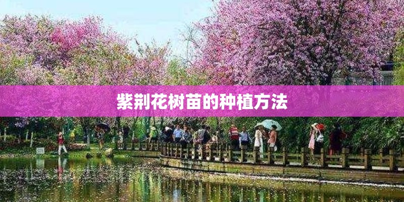 紫荆花树苗的种植方法