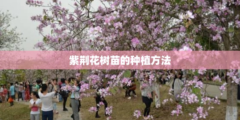 紫荆花树苗的种植方法