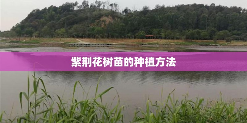 紫荆花树苗的种植方法