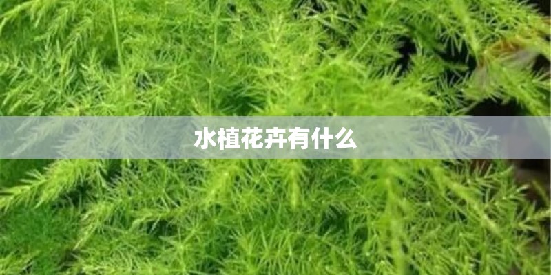 水植花卉有什么