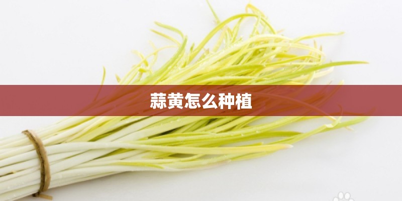 蒜黄怎么种植