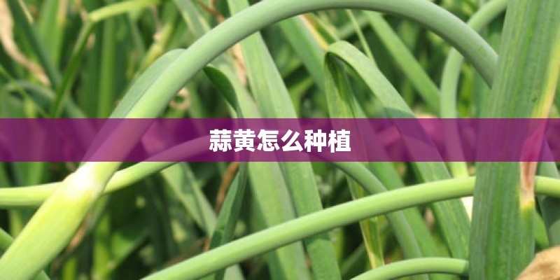 蒜黄怎么种植