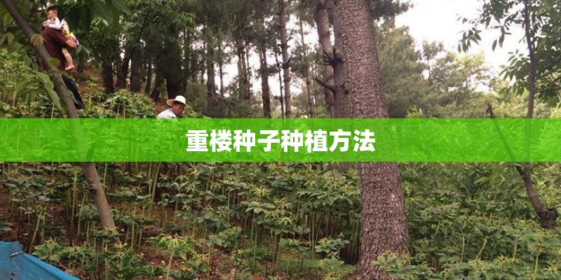 重楼种子种植方法