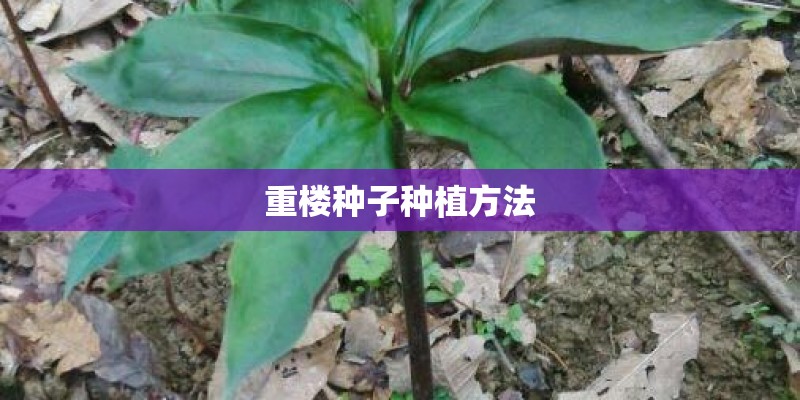 重楼种子种植方法