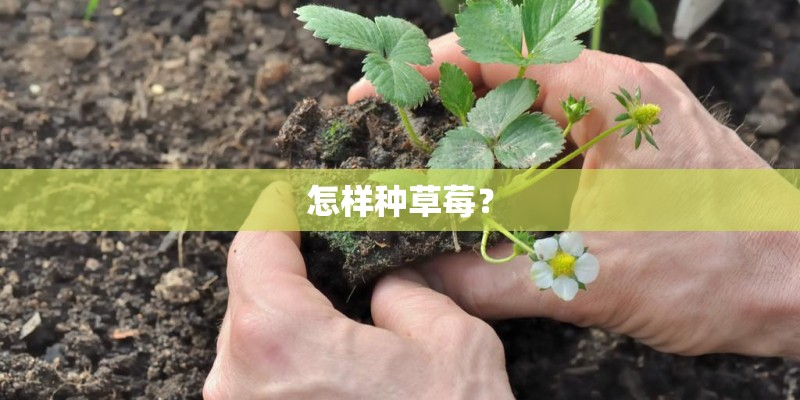 怎样种草莓？