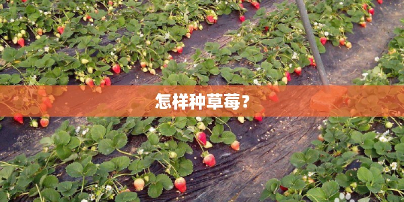 怎样种草莓？