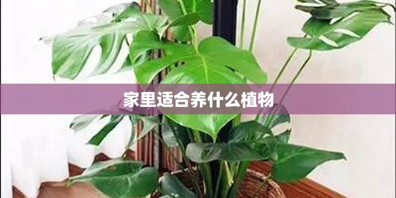 家里适合养什么植物