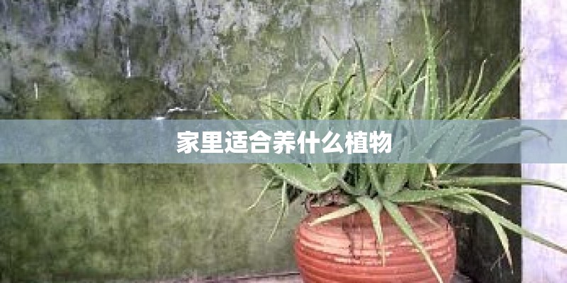 家里适合养什么植物 家里适合养什么植物