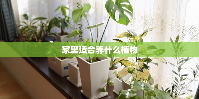 家里适合养什么植物 家里适合养什么植物