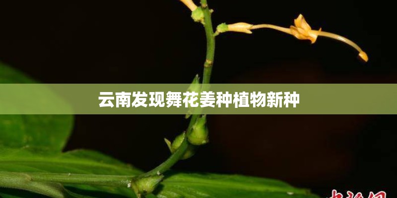 云南发现舞花姜种植物新种