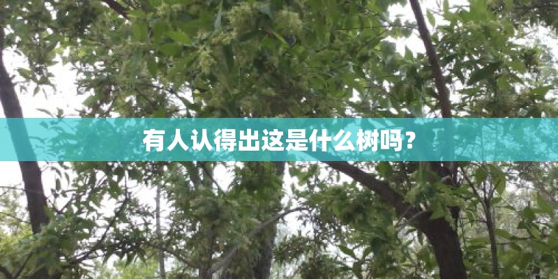 有人认得出这是什么树吗？