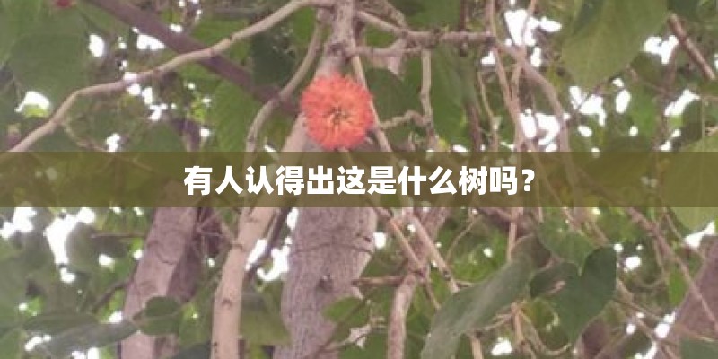 有人认得出这是什么树吗？