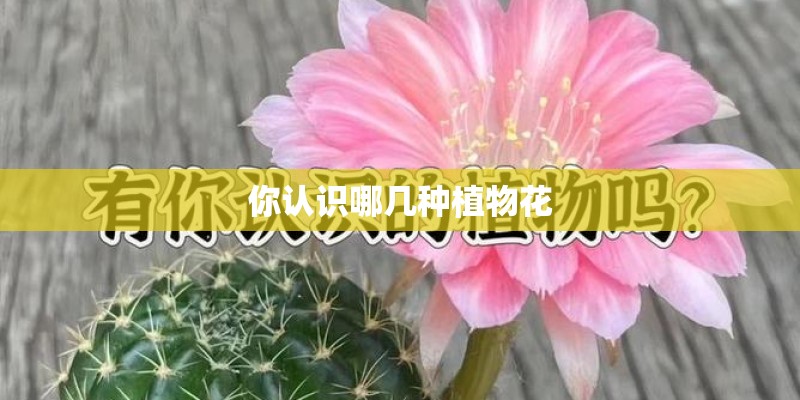 你认识哪几种植物花
