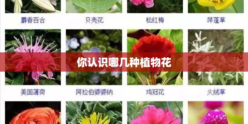 你认识哪几种植物花