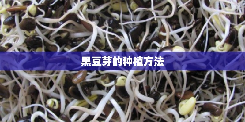 黑豆芽的种植方法