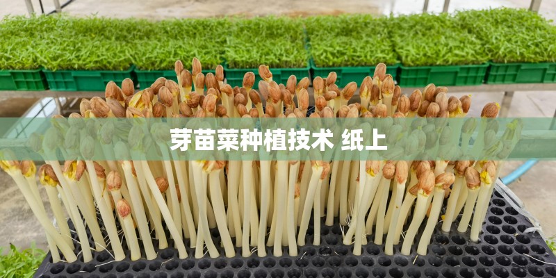 芽苗菜种植技术 纸上