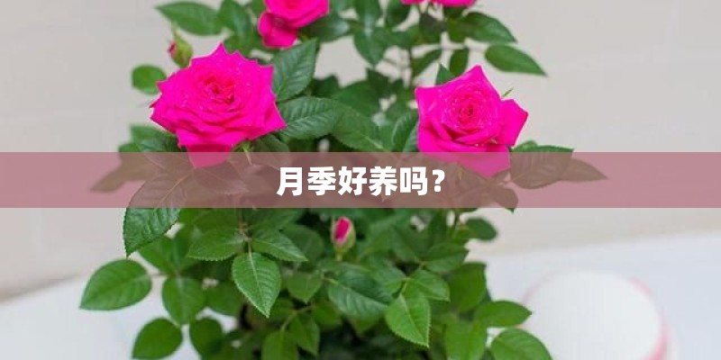 月季好养吗？
