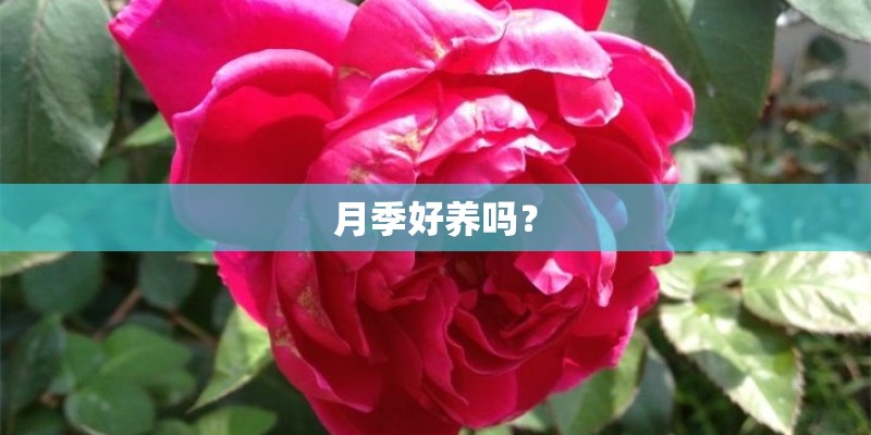 月季好养吗? 月季好养吗?