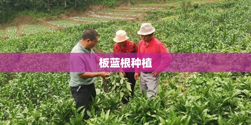 板蓝根种植