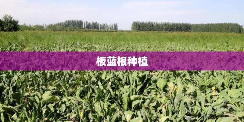 板蓝根种植