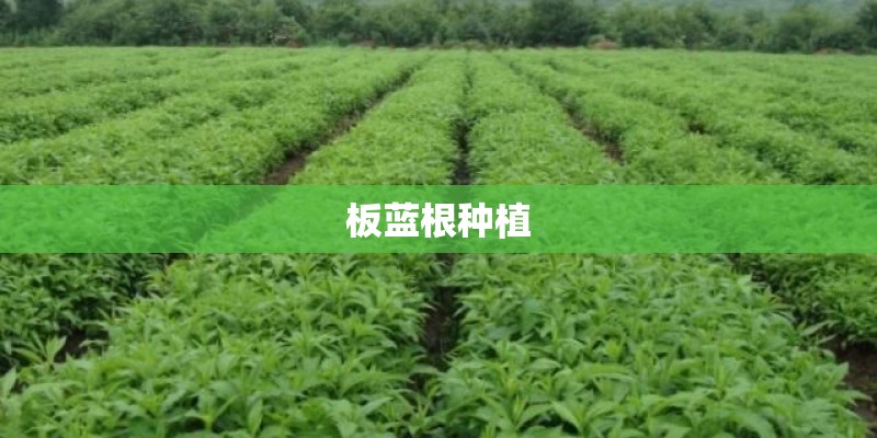 板蓝根种植