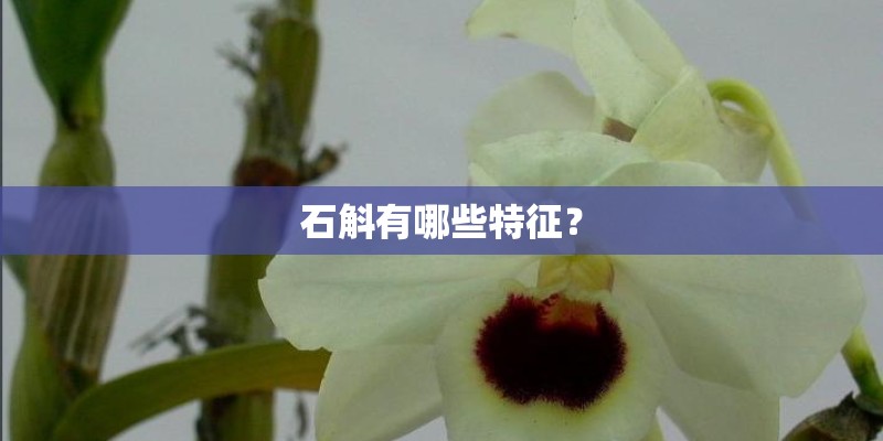 石斛有哪些特征? 石斛有哪些特征?