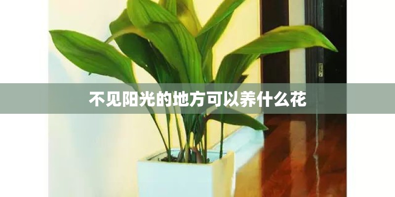 不见阳光的地方可以养什么花