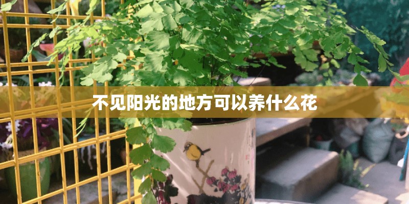 不见阳光的地方可以养什么花