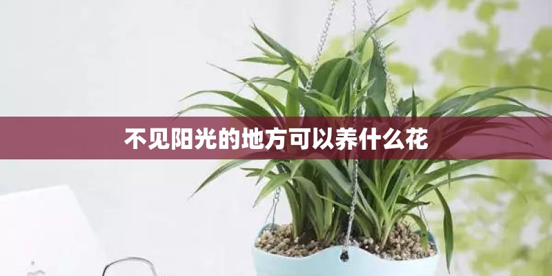 不见阳光的地方可以养什么花